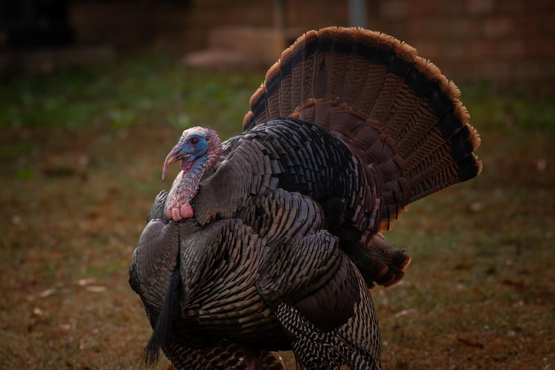 Roasted Turkey with Cranberry Glaze